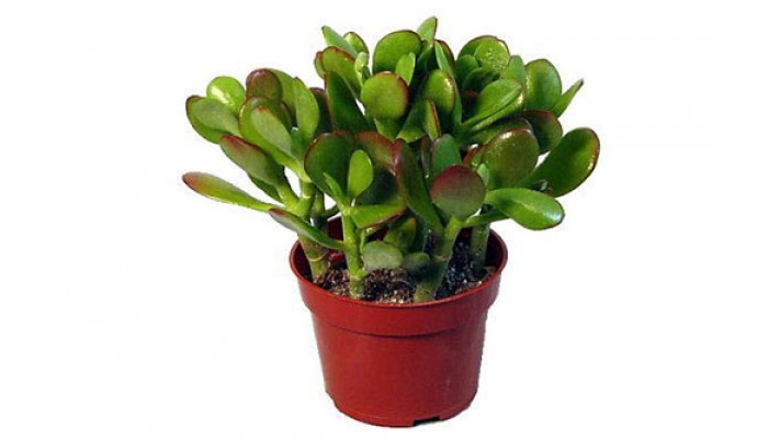 Jade (Crassula) plant