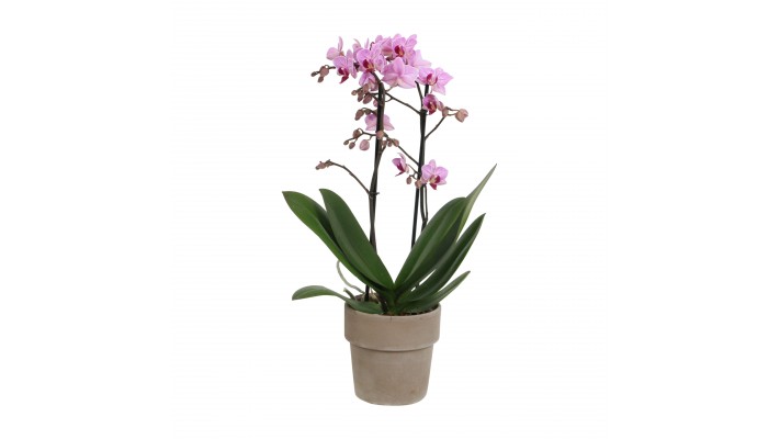 Orchidée Phalaenopsis 2 tiges avec son cache pot