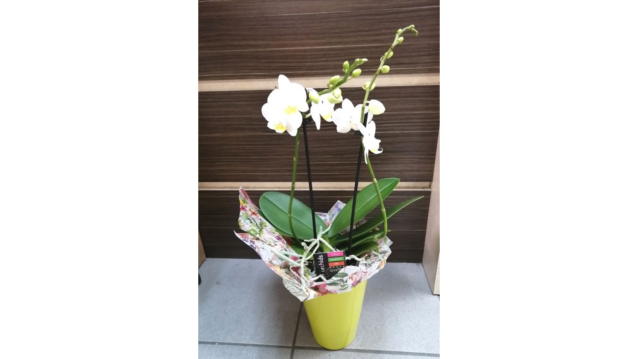 Orchidée Phalaenopsis 2 Tiges avec cache pot 